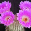 echinocactus_rigidissimus